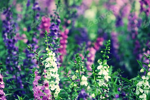 Preview: Purple flowers fields landscape bature outdoor blur background