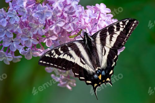 Preview: Close-up shot of a Pale swallowtail butterfly on a purple plant in spring