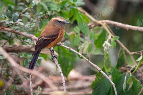 Preview: Black-backed Chat-tyrant (Ochthoeca fumicolor) resting peacefully on a branch