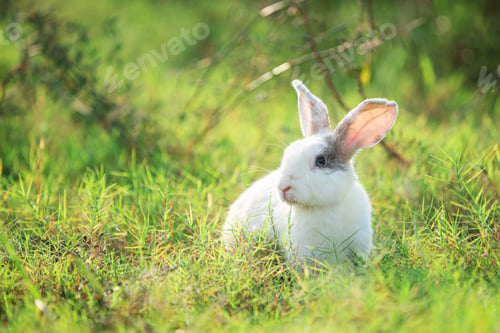 Preview: Charming Little Rabbit Enjoying and playing on Green Grass.