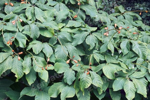 Preview: Foliage And Fruits Of Rogers Bottlebrush Buckeye (Aesculus Parviflora Var. Serotina 'Rogers')