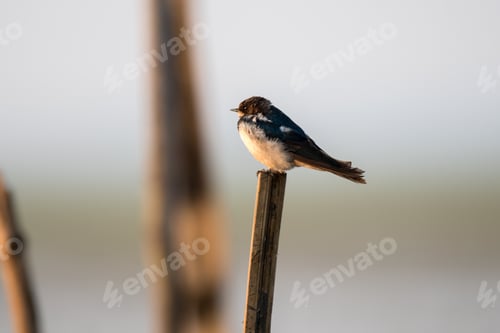 Preview: Barn swallow bird resting on a bamboo pole