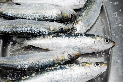 Preview: Sardines