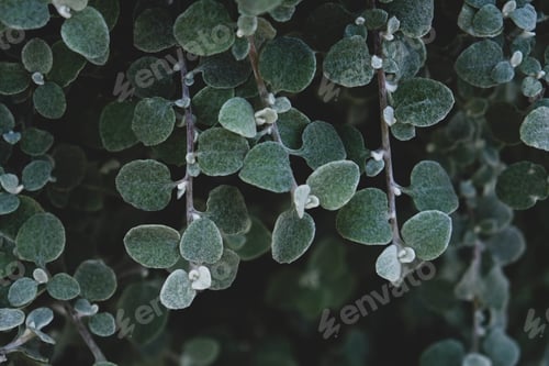 Preview: Beautiful natural leaves texture for background, close up.