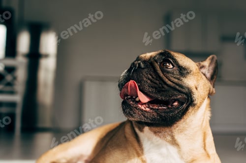 Preview: sunlight on cute french bulldog showing tongue at home