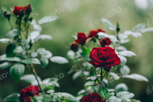 Preview: Macro shot of garden rose