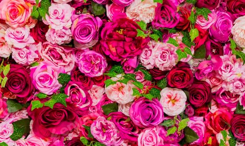Preview: Top view shot of beautiful Roses