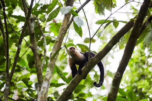 Preview: Funny monkey sitting on jungle tree