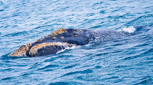 Preview: Southern Right Whale, Gansbaai
