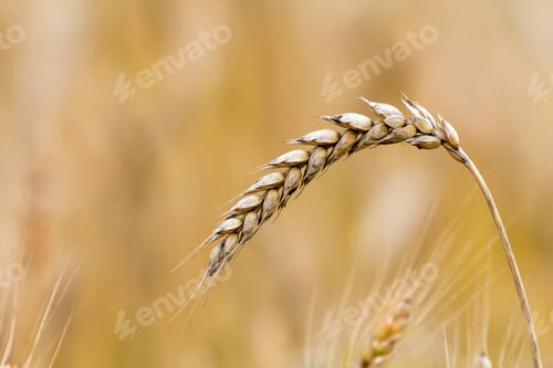 Preview: Close-up of warm colored golden yellow ripe focused wheat head on sunny summer day on soft blurred