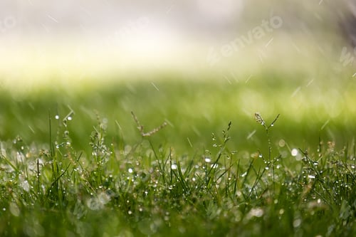 Preview: Closeup of rain droplets falling down on green grass in summer