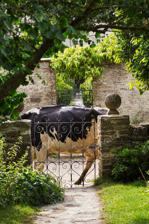 Preview: Branch of tree hanging over a wrought iron gate in a garden, black and white cow walking past.