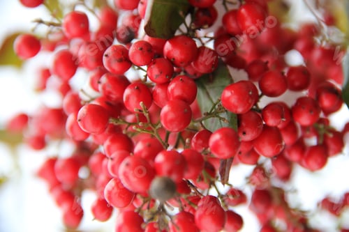 Preview: Background of holly bush with bright-red berries on winter seasons.