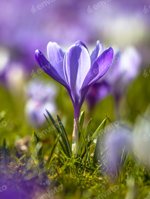 Preview: Crocusses blooming in first sun in march
