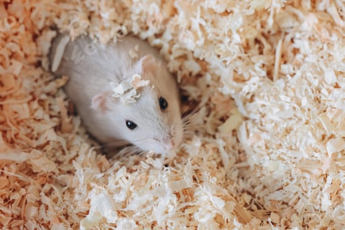 Preview: White Hamster Surrounded by Wood Shavings Close Up