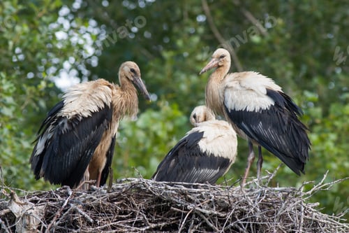 Preview: Young white storks