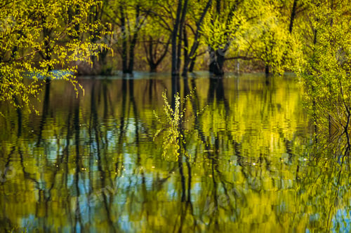 Preview: Trees that Standing In Water During Spring Flood floodwaters