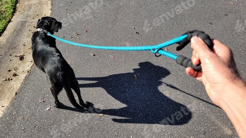 Preview: Walking doggie outside for relief...