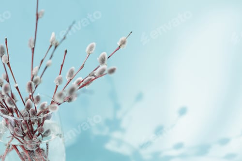 Preview: Fresh willow branches in glass of water