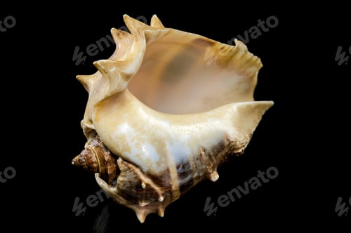 Preview: Melongena bispinosa Seashell on a black background