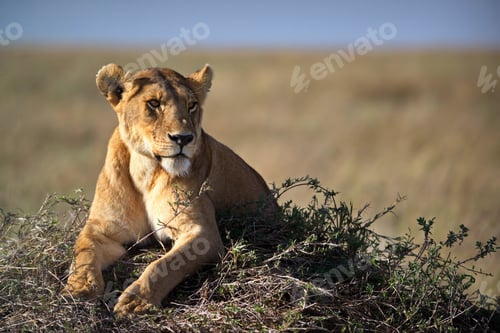 Preview: Female lion lying in a field in Tanzania