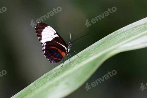 Preview: closeup of beautiful butterfly at wild nature