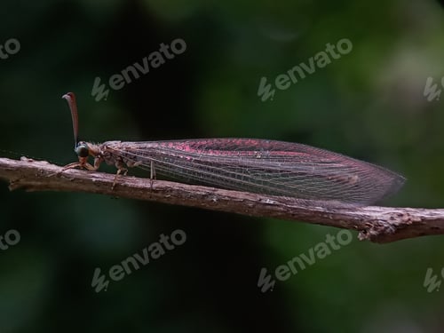Preview: Antlion in the grass