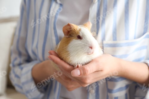 Preview: Woman holding cute small guinea pig indoors, closeup