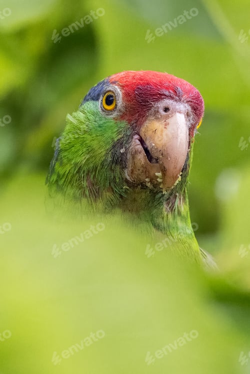 Preview: the head of a parrot on its hind legs peeks out through the foliage