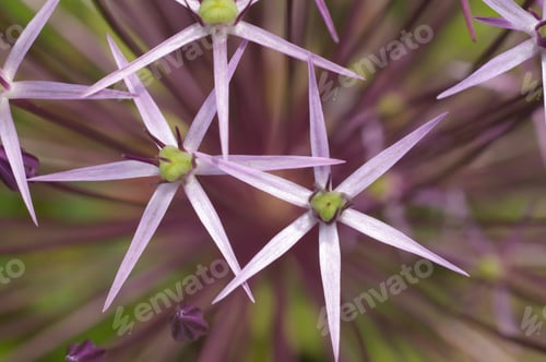 Preview: Star-shaped Pink Flowers