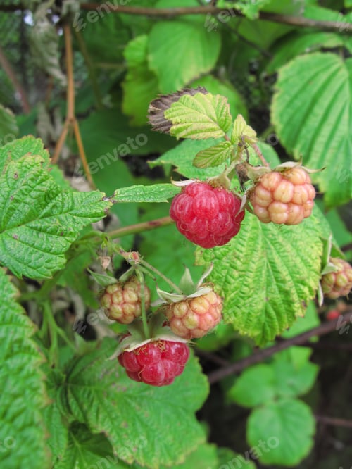 Preview: Branch of raspberries in a summer garden