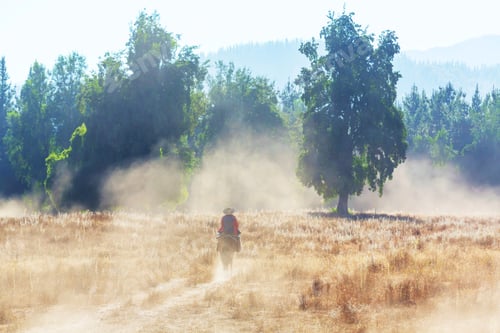Preview: Gaucho