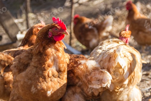 Preview: group of assorted chickens in the chicken coop with unfocused background