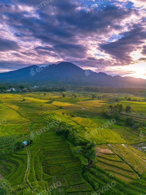 Preview: Beautiful morning view indonesia Panorama Landscape paddy fields