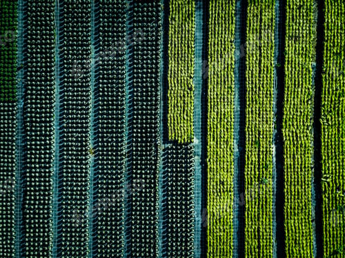 Preview: Aerial view of farmland and rows of crops.