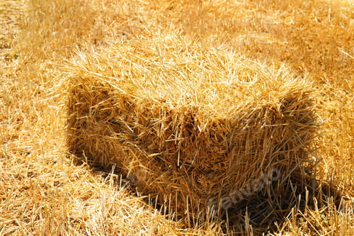 Preview: Cereal hay bale in field on sunny day. Grain farming