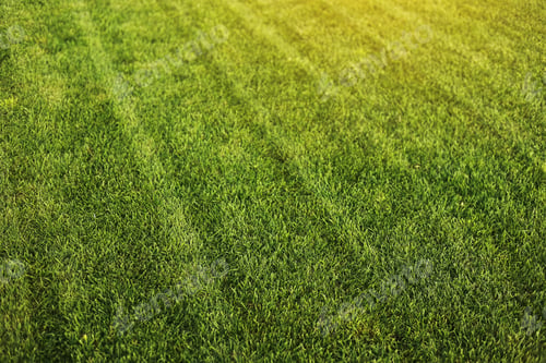 Preview: Green grass close-up. cut green juicy lawn. Alpine meadow densely overgrown with grass. Field of