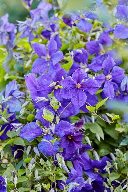 Preview: Blue Geranium