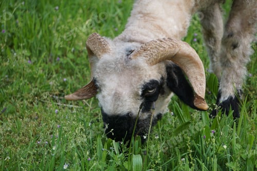 Preview: Goat is grazing in a lush green field