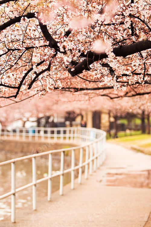 Preview: Canopy of Cherry Blossoms Over a Walking Trail
