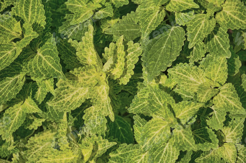 Preview: Green and yellow Coleus foliage close-up