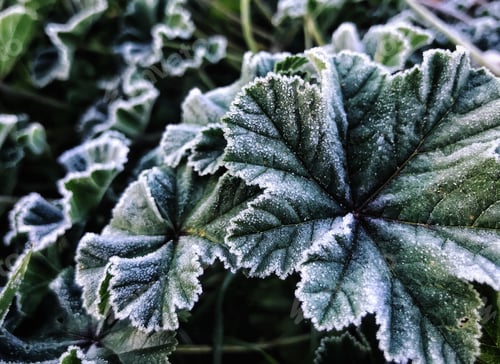 Preview: Close up of green grass covered with frost