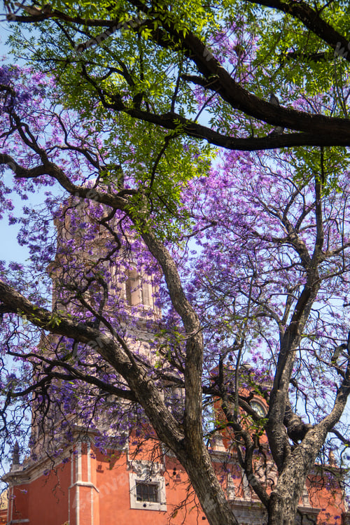 Preview: Jacaranda tree purple flowers background of Temple of San Francisco de Asis in Queretaro Mexico