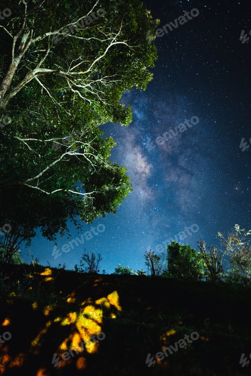 Preview: Night scene milky way background,Trees Against Sky At Night