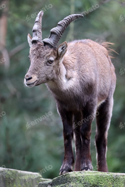 Preview: Alpine Ibex (capra ibex) cute animal