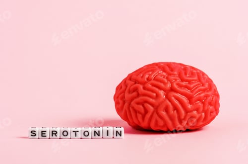 Preview: Model of the human brain with letter cubes with the inscription serotonin on a pink background.