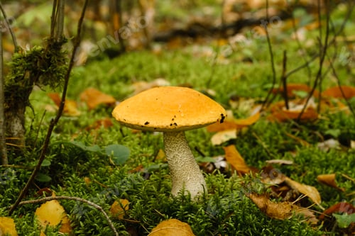 Preview: A large aspen mushroom with an orange cap grows in the autumn forest. Mushrooms in the forest.