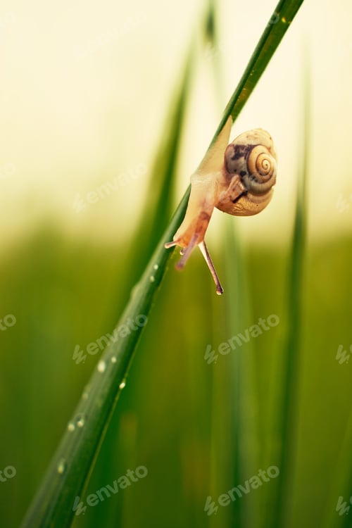Preview: Snail on the grass