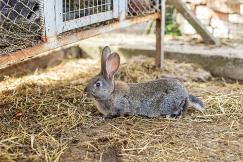 Preview: Agritourism. Rabbit resting in a cozy farmyard environment surrounded by straw and earthy ground