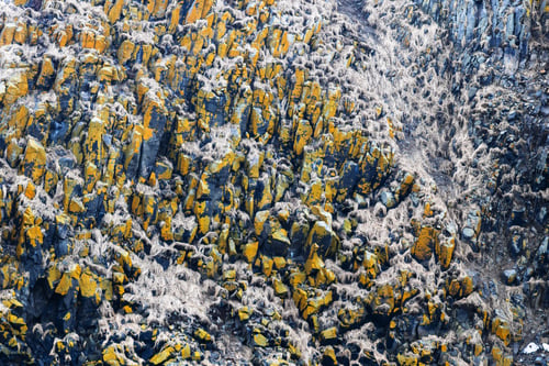 Preview: surface of rock of Starichkov island in Avacha bay